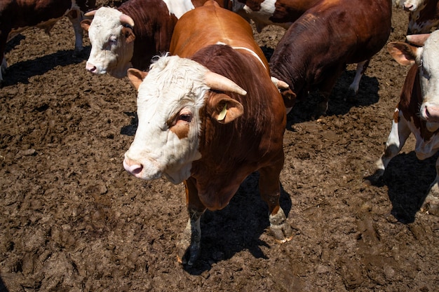 Starke muskulöse Bullen-Haustiere für die Fleischproduktion im Bio-Bauernhof.