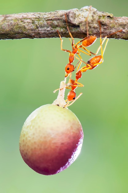 Foto starke rote ameisen