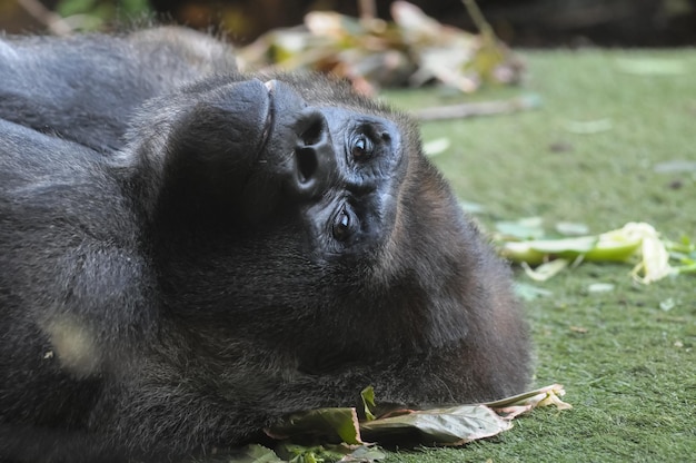 Starker erwachsener schwarzer Gorilla auf dem grünen Boden