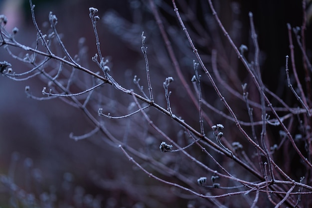 Starker Frost auf Blättern und Zweigen