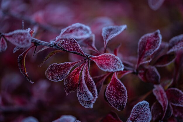 Starker Frost auf roten Blättern und Zweigen