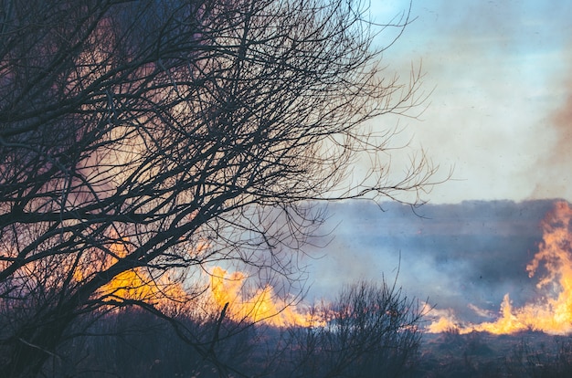 Starkes Feuer und Rauch, Gras und Schilf in Flammen. Schwarzer Rauch.