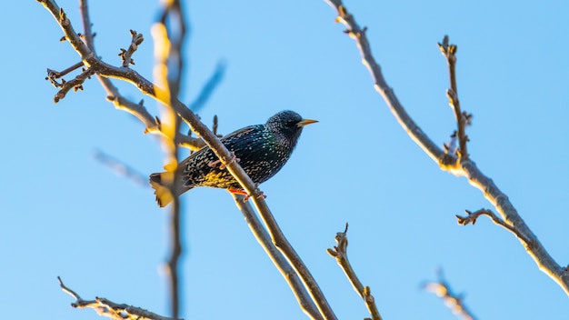 Starling está sentada em um galho de árvore contra um fundo de céu azul