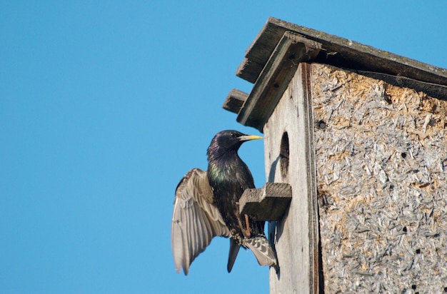 Starling na casa de pássaros em uma manhã ensolarada