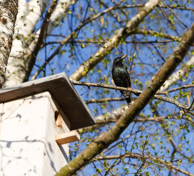Starling en una rama de abedul en primavera cerca de una pajarera contra el cielo azul en un día soleado