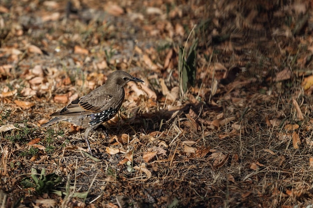 Starling en el suelo entre las hojas y la hierba