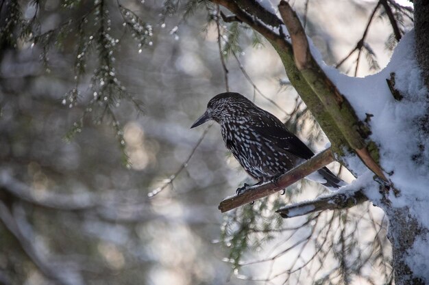 Starling Vogel Winter Schnee Hintergrund