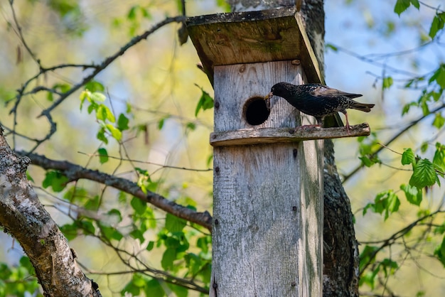 Starvogel bringt Wurm zum hölzernen Nistkasten im Baum