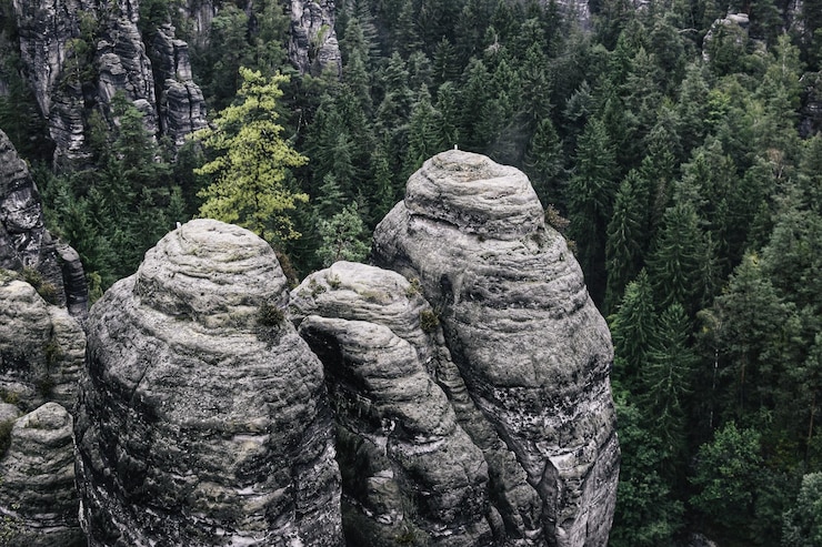 Foto statue von bäumen im wald
