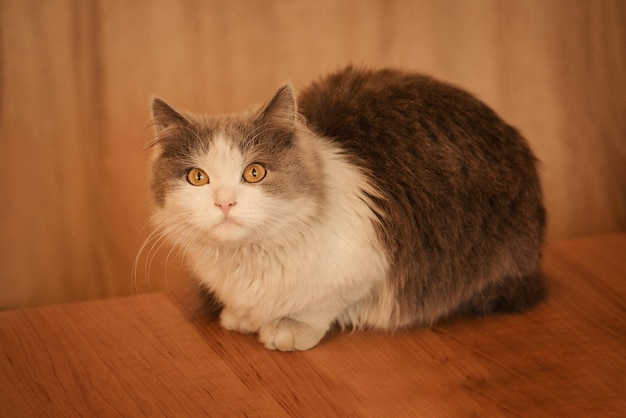 Staunen graue und weiße Katze liegend Das Konzept der Haustiere zu Hause Interessierte Katze ruht zu Hause Graue flauschige Katze Liebenswerte Katze zu Hause