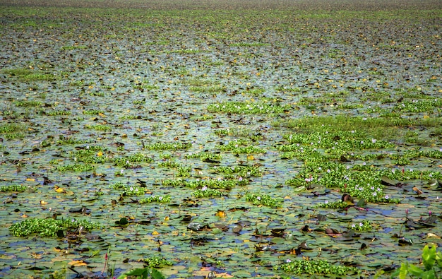 Stauwasser in Kerala, Indien