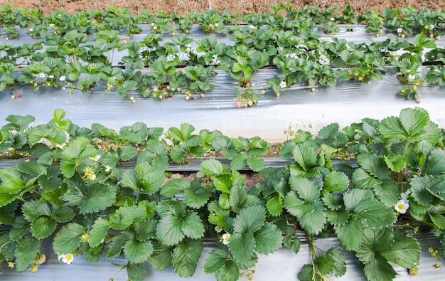 Stawberry farm usa agricultura plástica en el suelo Formato cuadrado