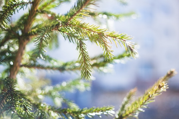 Äste, Baum, Nadelbaum