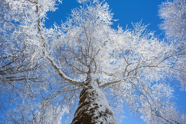 Äste bedeckt mit Schnee gegen den blauen Himmel. Sabaduri-Wald. Winterlandschaft