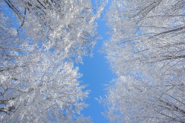 Äste bedeckt mit Schnee gegen den blauen Himmel. Sabaduri-Wald. Winterlandschaft