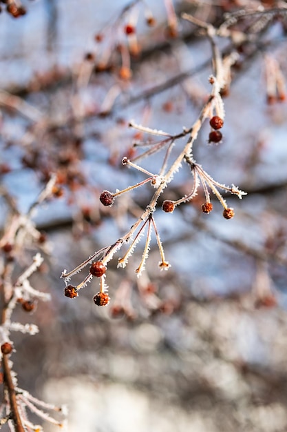 Äste bedeckter Rauhreif aus nächster Nähe Erstes Frostwinterkonzept