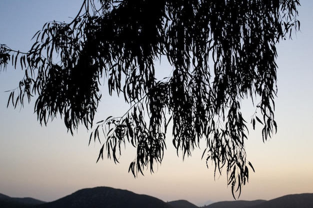 Äste Berge Landschaft Sonnenuntergang Silhouette