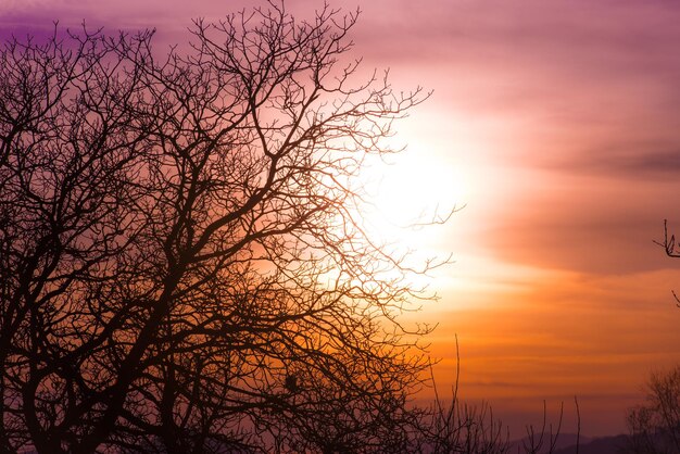 Äste des Baumes in einem bunten Himmelorangensonnenuntergang