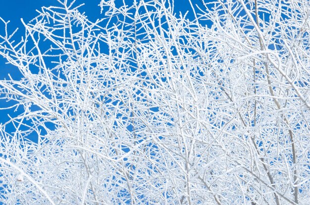 Äste, die im Winter nach dem Nebel auf dem Hintergrund des blauen Himmels mit Schnee bedeckt sind
