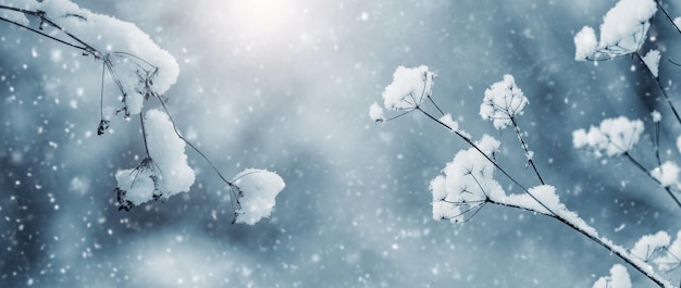 Äste einer trockenen Pflanze, die während eines starken Schneefalls mit Schnee bedeckt sind