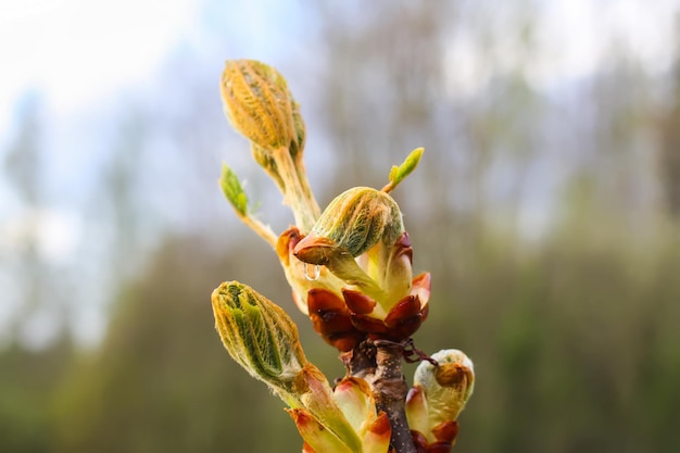 Äste eines Baumes im Sonnenlicht, natürlicher grüner Frühlingsnaturhintergrund.