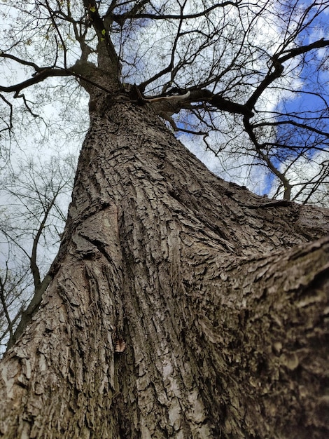 Äste gegen den Himmel