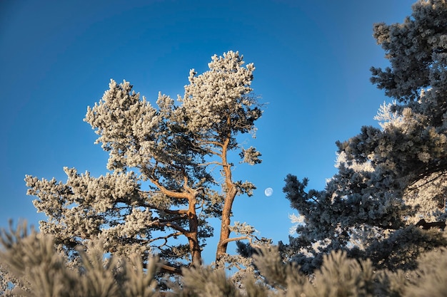 Äste gegen Himmel