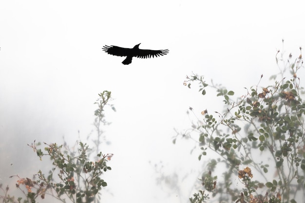 Äste im Nebel