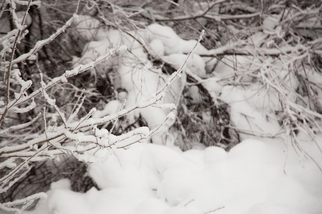 Äste im Schnee im Winterwald. Winterschneeszene. Schneebedeckte Zweige