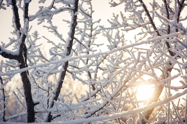 Äste im Schnee Sonniger Wintertag.