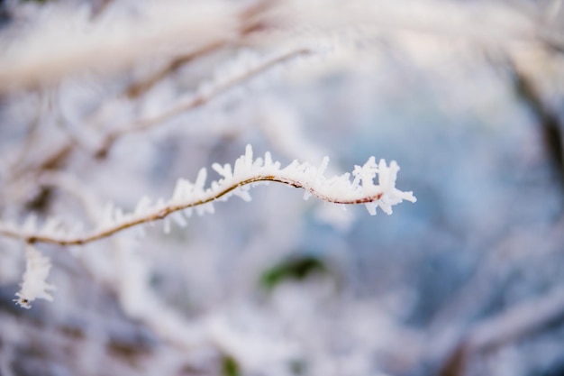 Äste im Winter Bedeckt mit Frost und Schnee Schönheit liegt in der Natur Der Wald im Dezember Hintergrund oder Textur