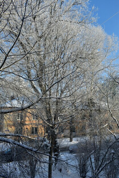 Äste im Winter eingefroren