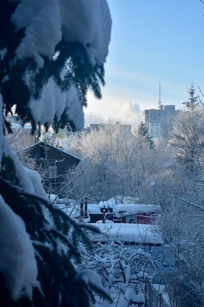 Äste im Winter eingefroren