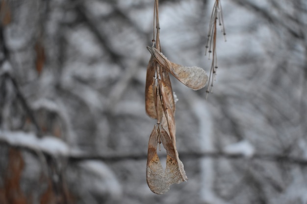 Äste in Winternahaufnahme