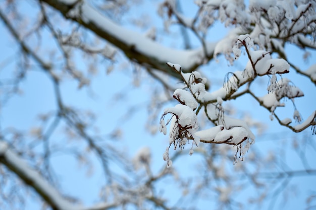 Äste mit blauem Himmel