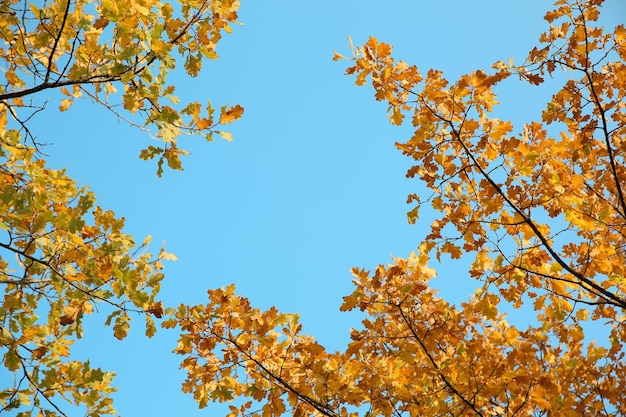 Äste mit Herbstlaub gegen Himmel Platz für Text