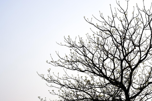 Äste mit neu wachsenden Blättern unter dem bewölkten Abendhimmel mit Kopierraum