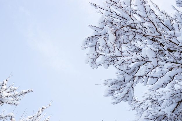 Äste mit Schnee bedeckt gegen den blauen Himmel an einem WintertagPlatz kopieren