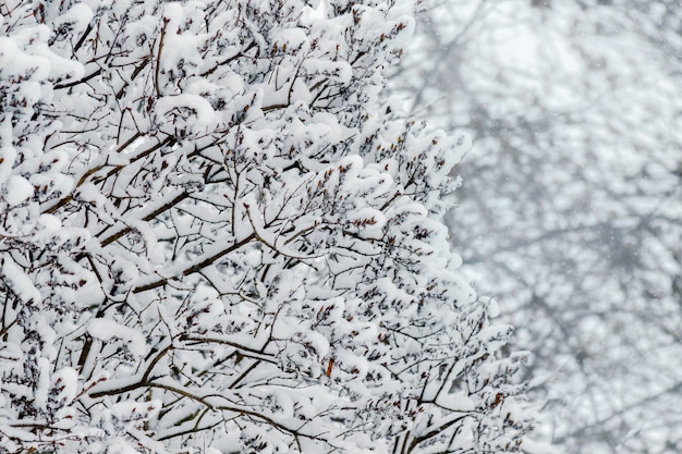 Äste mit Schnee bedeckt. Winterhintergrund_