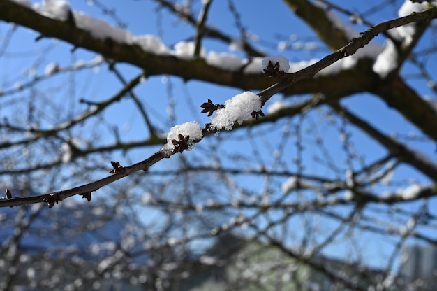 Äste mit Schnee vor blauem Himmel bei klarem, sonnigem Wetter. Foto in hoher Qualität