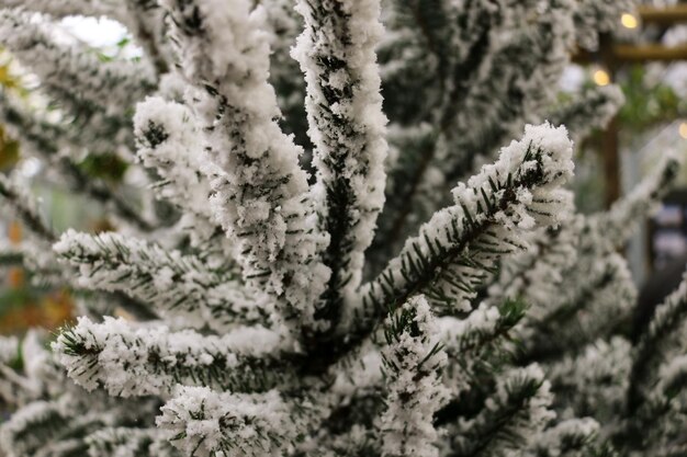 Äste mit Schnee