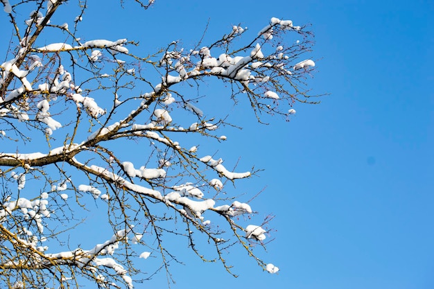 Äste mit Schneebällen nach starkem Schneefall am frostigen sonnigen Tag gegen wolkenlosen Himmel