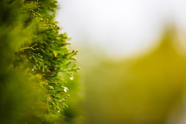 Äste mit Wassertropfen Regenwetter im Herbst