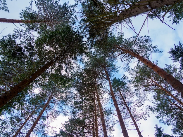 Äste und Blätter gegen blauen Himmel