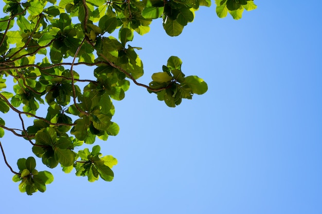 Äste und blauer Himmel