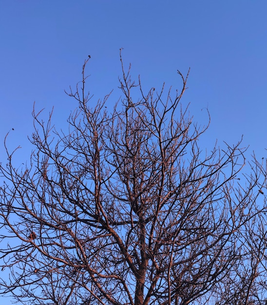 Äste und strahlend blauer Himmel