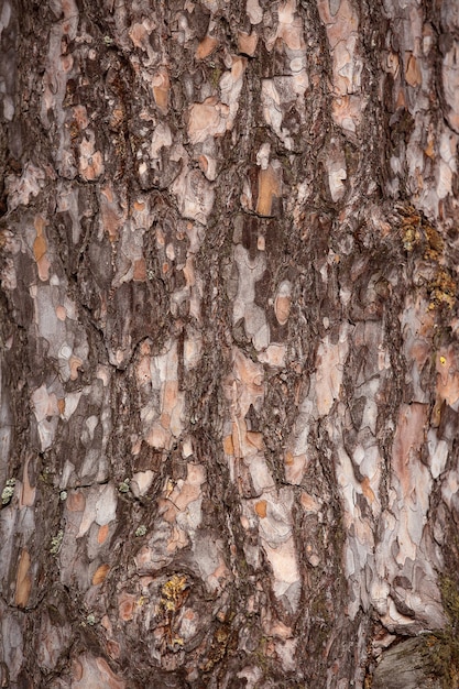 Äste von Platanen im Stadtpark