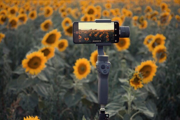 Steadicam para celular que atira girassóis