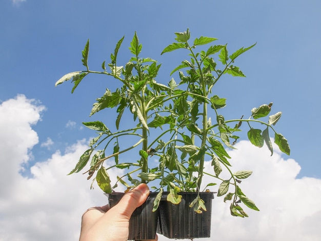 Stecken Sie die Tomatenpflanze