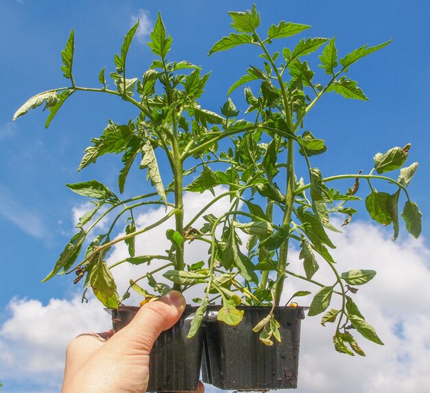 Stecken Sie die Tomatenpflanze